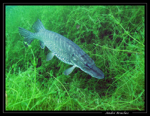 brochet de nos étangs... by André Bruchez 